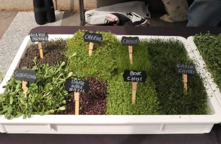 Growing Microgreens in Natural Light
